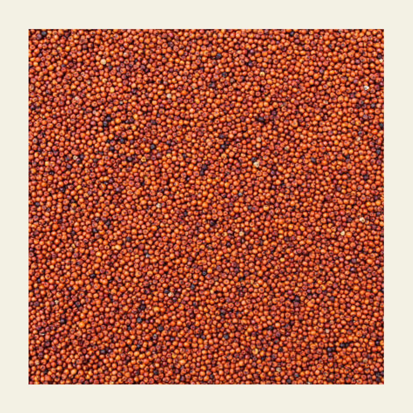 Ragi_Whole_Grain_earthbased_005