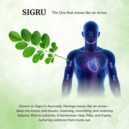 Daivik Moringa Miracle Moringa Powder | 100% Natural | Immunity Booster, Anti Aging, Anti Oxidant | 500 gms