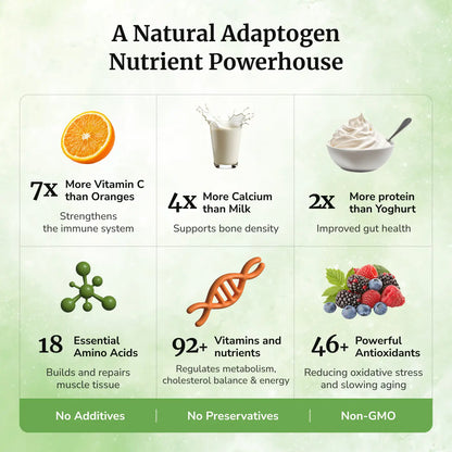 Daivik Moringa Miracle Moringa Powder | 100% Natural | Immunity Booster, Anti Aging, Anti Oxidant | 500 gms