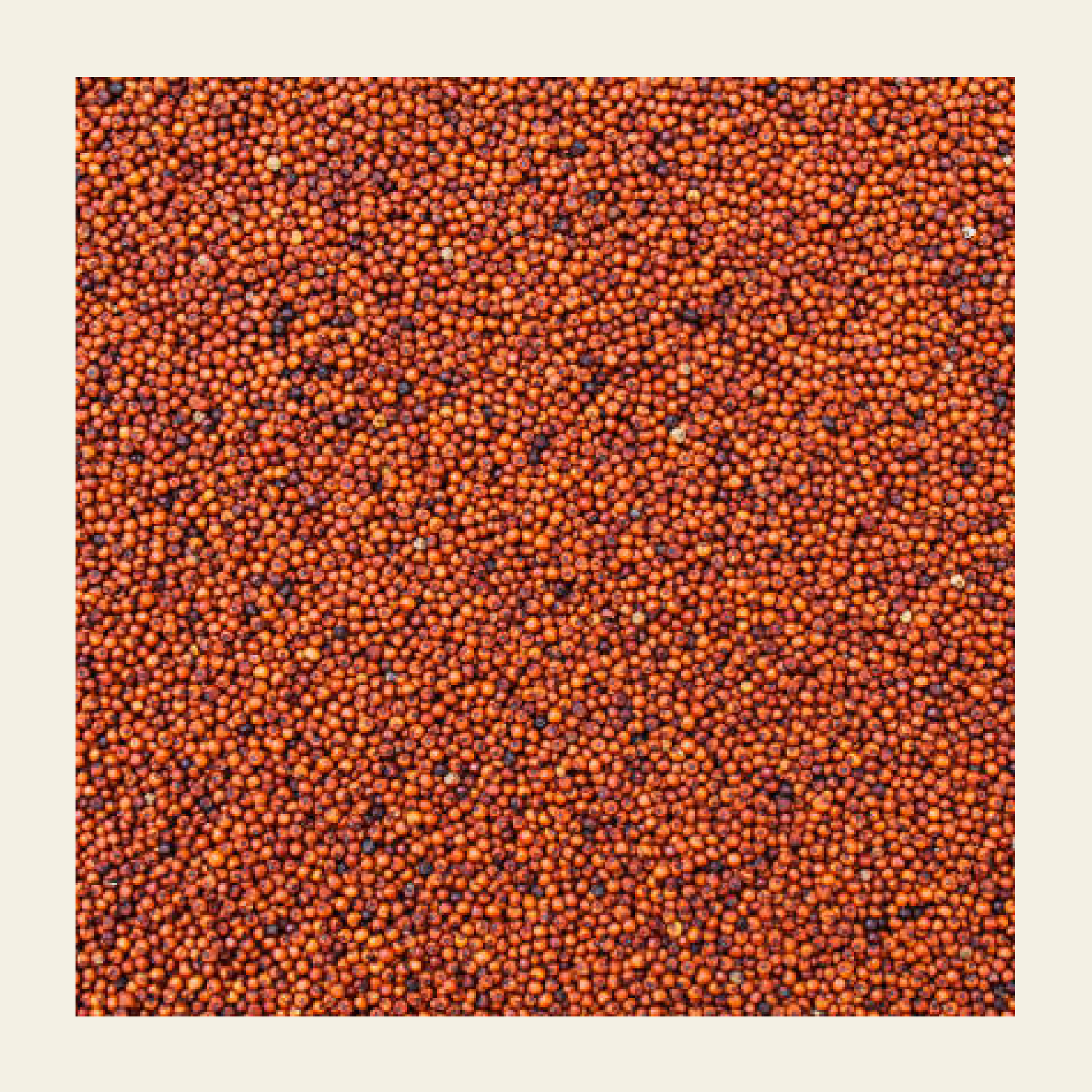 Ragi_Whole_Grain_earthbased_005